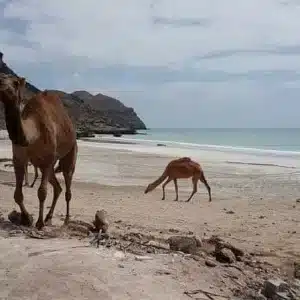 Salalah day trips showcasing waterfalls, beaches, and historic ruins 