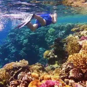 salalah snorkeling adventure in clear blue waters