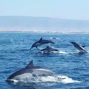 Salalah day trips showcasing waterfalls, beaches, and historic ruins