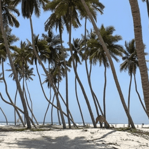 Al Haffa Beach in Salalah