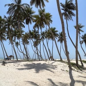 Salalah desert safaris with camels, sand dunes, and night sky