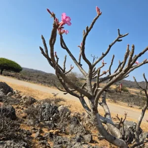 Salalah Adventure – Wadi Darbat