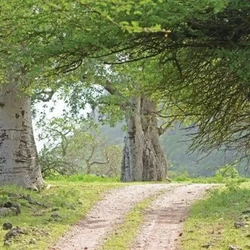 Discover the unique baobab trees in Oman, their fascinating history, and where to see these natural marvels.