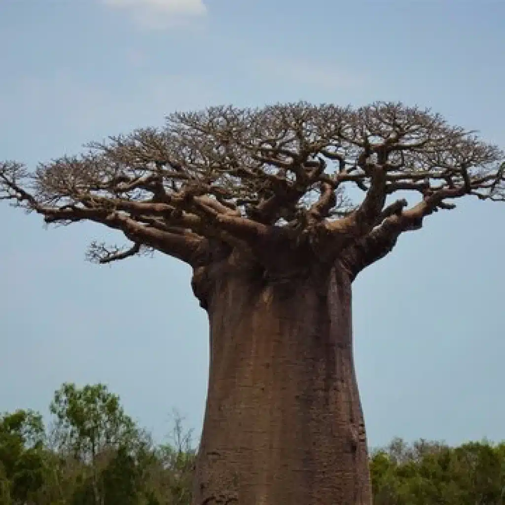 Discover the unique baobab trees in Oman, their fascinating history, and where to see these natural marvels.