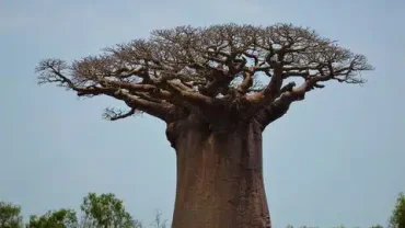Baobab Trees in Dhofar Oman