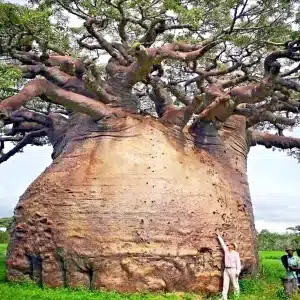 Baobab Trees in Dhofar