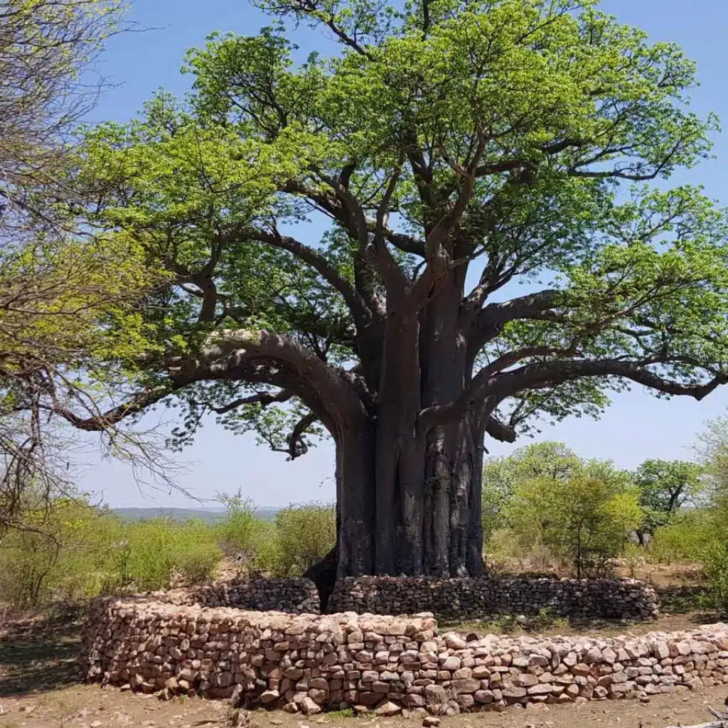 Discover the unique baobab trees in Oman, their fascinating history, and where to see these natural marvels.