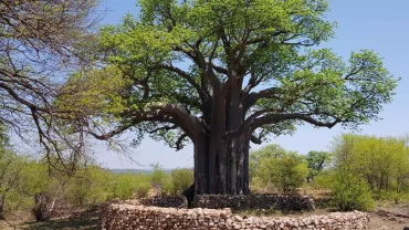 Discover the unique baobab trees in Oman, their fascinating history, and where to see these natural marvels.