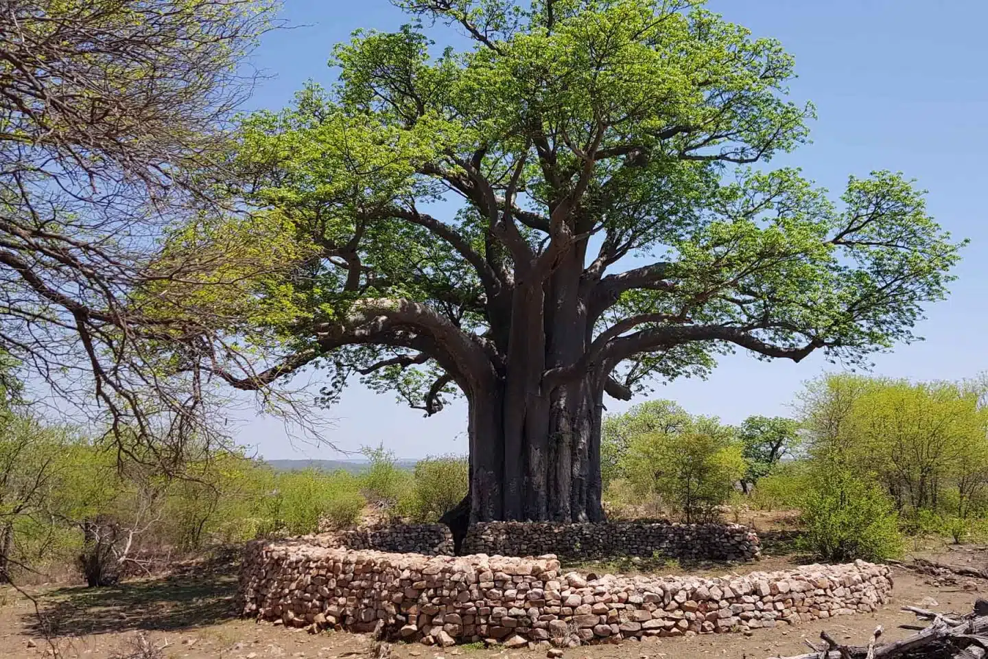 Baobab Trees in Oman Natural Wonders - salalah oman 22