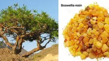 buy frankincense Oman