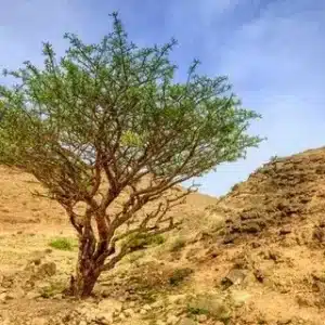 buy frankincense Oman