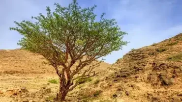 Traditional Market Tours in Oman
