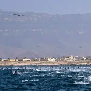 Hallaniyat Islands Overnight Adventure – A Journey into Untouched Beauty