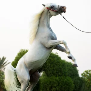 horse riding day experience Salalah Oman