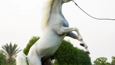 horseback riding tours Salalah Oman