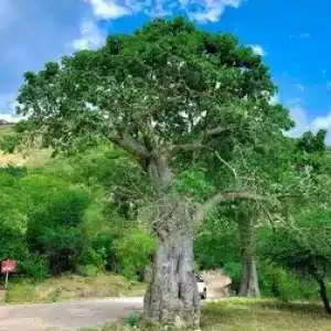 Jebel Samhan in Salalah Oman