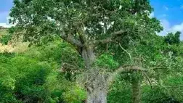 Salalah Oman nature tour