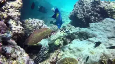 Oman scuba diving trips